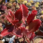 Kalanchoe sexangularis 3-6 heads scattered clustering