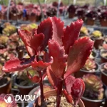 Kalanchoe sexangularis 3-6 heads scattered clustering - Image 2