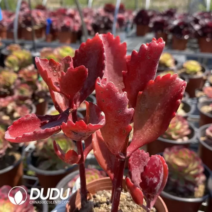 Kalanchoe sexangularis 3-6 heads scattered clustering - Image 2