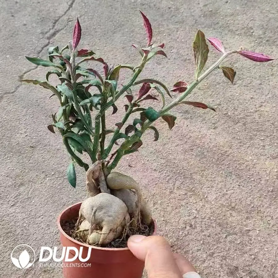 1745745477-e201.webp Euphorbia Monadenium montanum var. rubellum caudex - Image 1