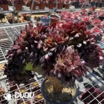 Aeonium Arboreum Velour European Cristata