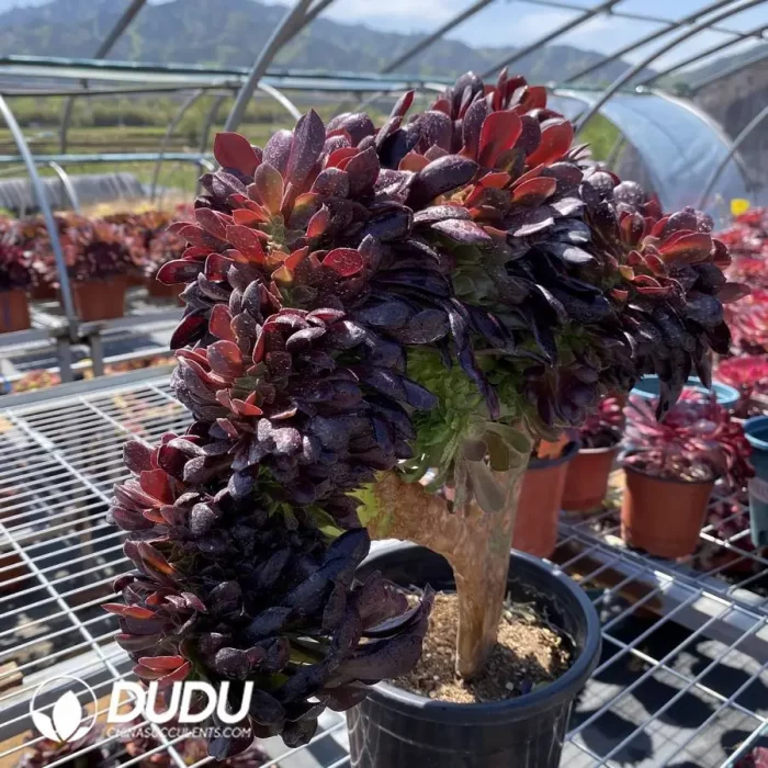 Aeonium Arboreum Velour European Cristata - Image 3