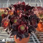 Aeonium Phoenix Coronet Middle Variegated Clustering - Image 2