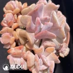 Echeveria Exotic Clustering