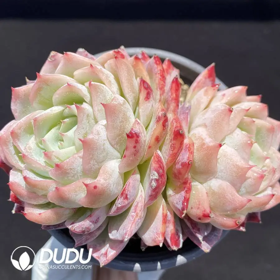 1745832800-e201.webp Echeveria Lone Star - Image 1