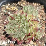 Echeveria Eyelash Clustering