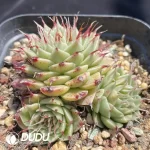 Echeveria Eyelash Clustering - Image 2