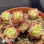 Graptoveria Jadeita - Image 2