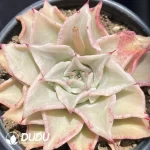 Echeveria Madiba