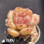 Echeveria Fufu ye - Image 2