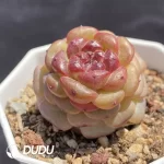 Echeveria OF1259 - Image 2