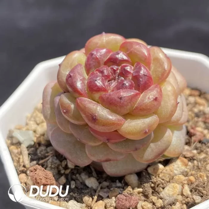 Echeveria OF1259 - Image 2