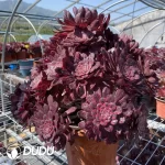 Aeonium ZiXia Variegated Cluster