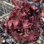 Aeonium ZiXia Variegated Cluster - Image 2