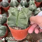 Astrophytum Coahuilense cv. Hakuran - Image 2