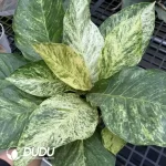 A. Hookeri Variegated  Seedling(100Pcs??