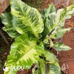 Bird's Nest Anthurium Seedling(100Pcs??