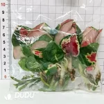 Bird's Nest Anthurium Seedling(100Pcs?? - Image 3