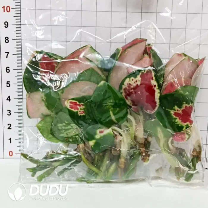 Bird's Nest Anthurium Seedling(100Pcs?? - Image 3