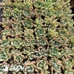 105Pcs/Tray Echeveria All Star Seedlings(Mix & Match 5+)