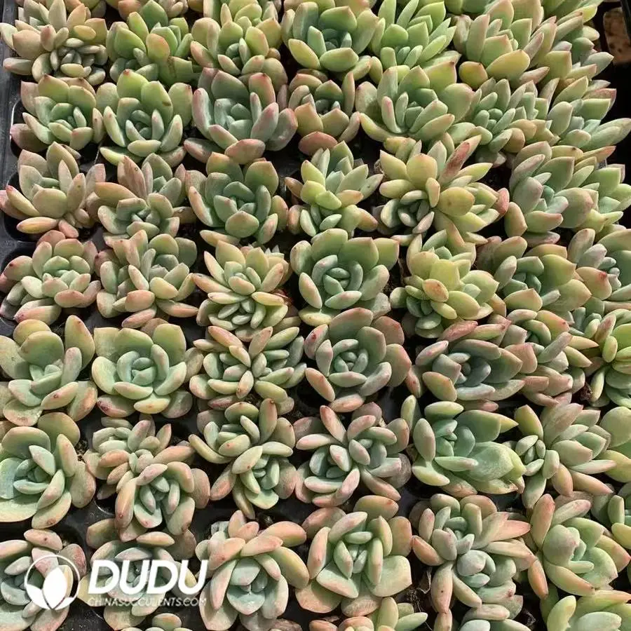 1747026208-e201.webp 105Pcs/Tray Echeveria All Star Seedlings(Mix & Match 5+) - Image 1