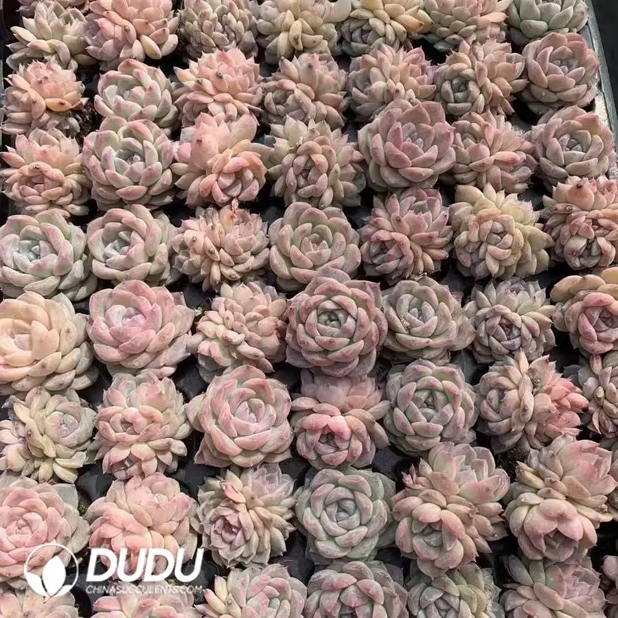 1747026212-e201.webp 105Pcs/Tray Echeveria Crystal rock sugar Seedlings(Mix & Match 5+) - Image 1