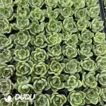 105Pcs/Tray Echeveria Blue Dragon Seedlings(Mix & Match 5+)