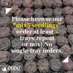 105Pcs/Tray Echeveria Crystal rock sugar Seedlings(Mix & Match 5+) - Image 2