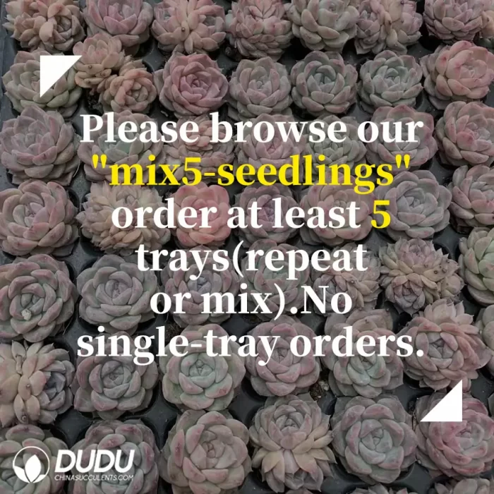 105Pcs/Tray Echeveria Crystal rock sugar Seedlings(Mix & Match 5+) - Image 2