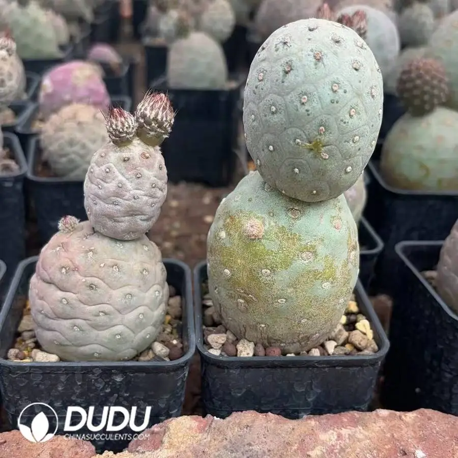 1747300625-e201.webp Tephrocactus Geometricus - Image 1