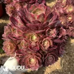 Aeonium Evening Banquet Clustering - Image 2