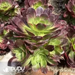 Aeonium Halloween Yellow Variegated Clustering - Image 2