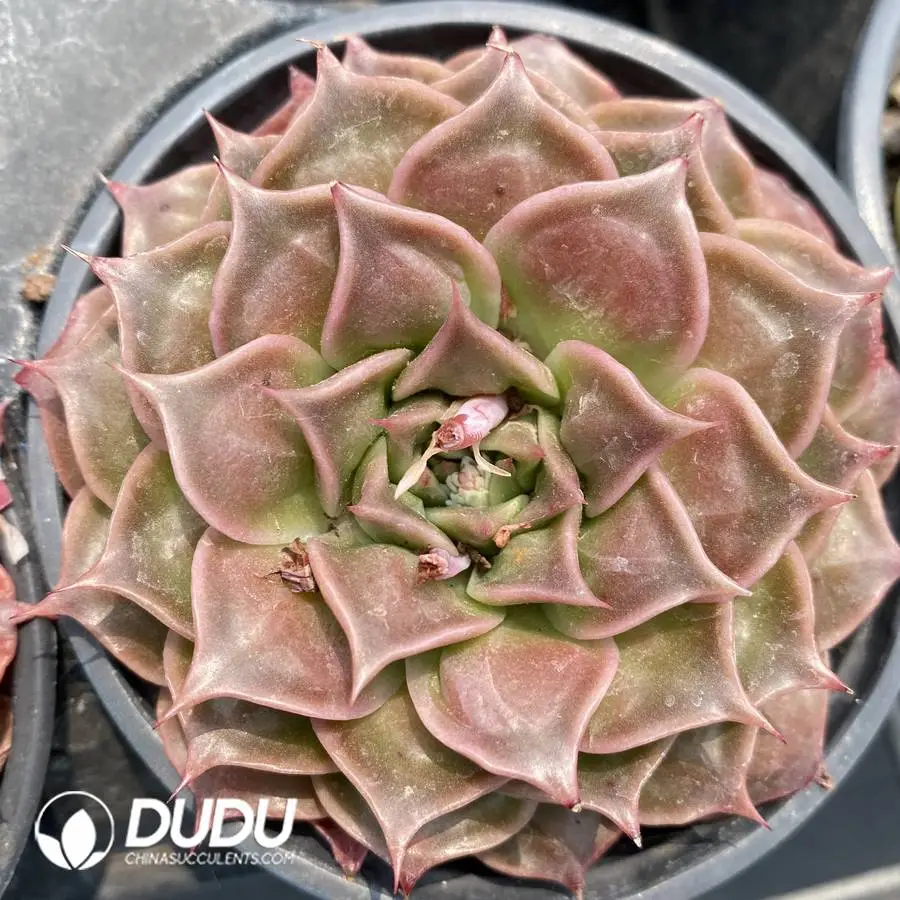 1747388153-e201.webp Echeveria Paranormal Powers - Image 1