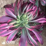 Aeonium Apollo Clustering