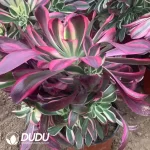 Aeonium Apollo Clustering - Image 2