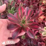 Aeonium Clove