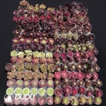DuDu Aeonium 180 pcs Collocation