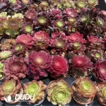 DuDu Aeonium 180 pcs Collocation - Image 2