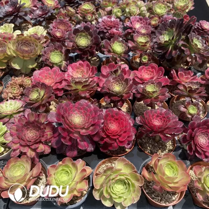 DuDu Aeonium 180 pcs Collocation - Image 2