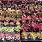 DuDu Aeonium 180 pcs Collocation - Image 3
