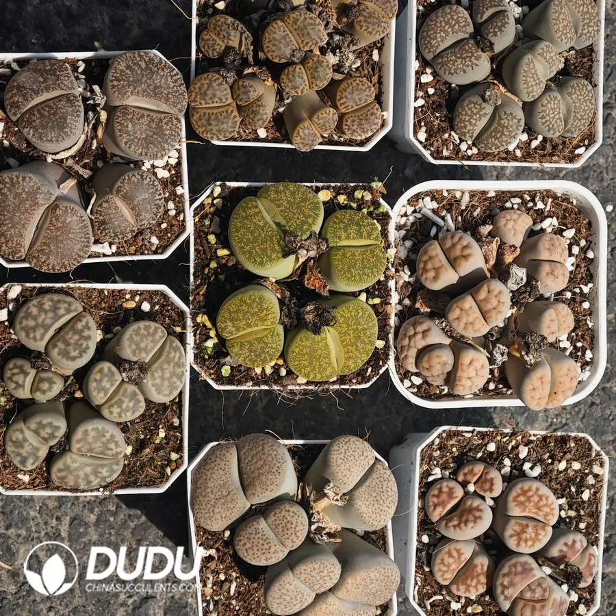 1747707897-e201.webp Lithops Multiple Head Eight Collocation - Image 1