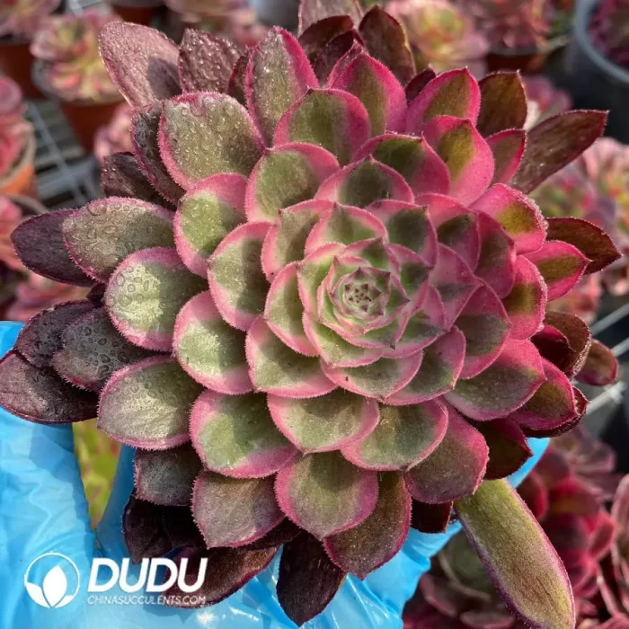 Aeonium Black Devil Variegated Cutting - Image 2