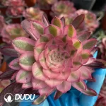 Aeonium Black Devil Variegated Cutting - Image 3