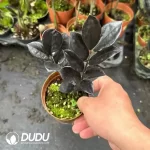 Zamioculcas zamiifolia 'Dowon'