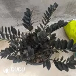 Zamioculcas zamiifolia 'Dowon' - Image 2