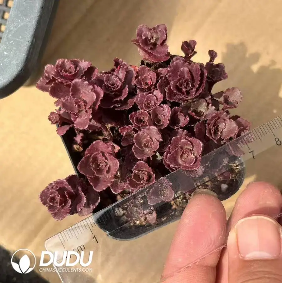 1747978968-e201.webp Sedum Spurium cv.Dragon's Blood Clustering - Image 1