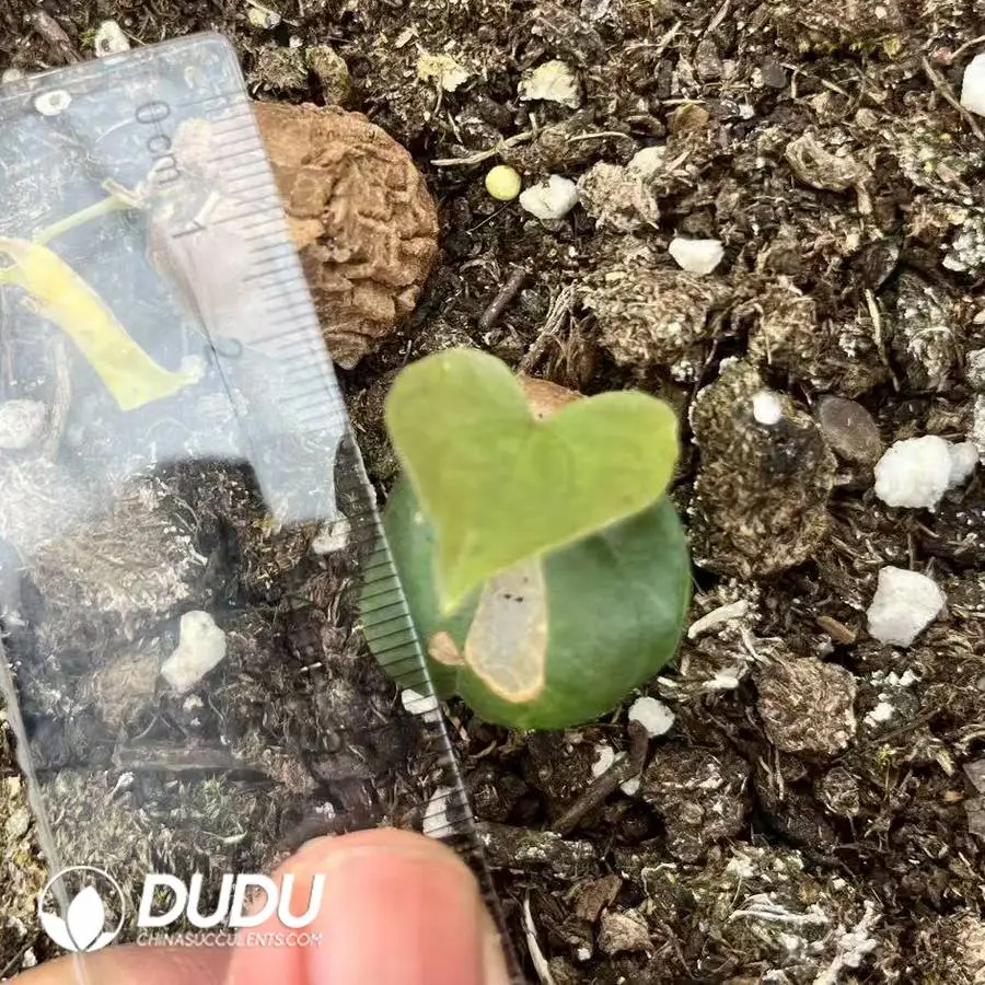 1747978977-e201.webp Dioscorea Sylvatica - Image 1