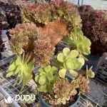 Aeonium 'Blushing Beauty'Cristate