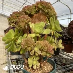 Aeonium 'Blushing Beauty'Cristate - Image 2