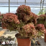 Aeonium Naga Queen Cristata-5